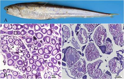 A delayed and unsynchronized ovary development as revealed by transcriptome of brain and pituitary of Coilia nasus